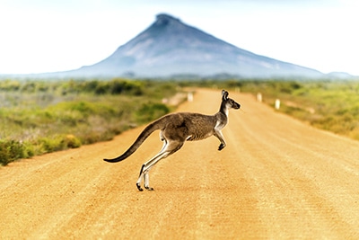 Kangaroo crossing dirt road